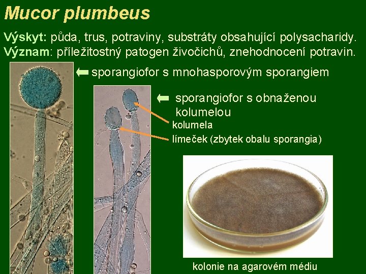 Mucor plumbeus Výskyt: půda, trus, potraviny, substráty obsahující polysacharidy. Význam: příležitostný patogen živočichů, znehodnocení