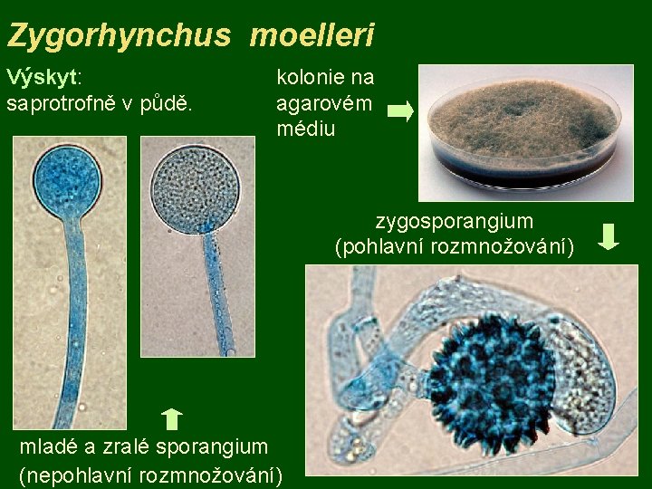 Zygorhynchus moelleri Výskyt: saprotrofně v půdě. kolonie na agarovém médiu zygosporangium (pohlavní rozmnožování) mladé