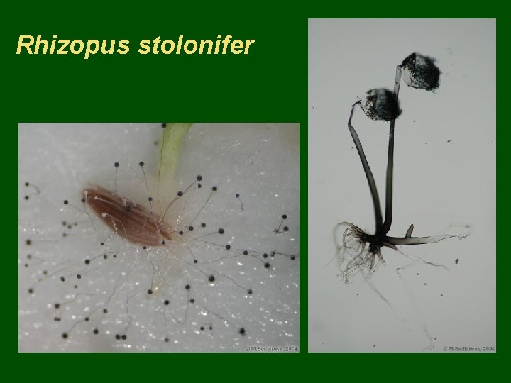 Rhizopus stolonifer 