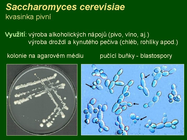 Saccharomyces cerevisiae kvasinka pivní Využití: výroba alkoholických nápojů (pivo, víno, aj. ) výroba droždí