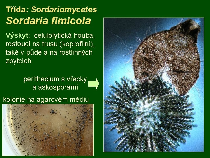 Třída: Sordariomycetes Sordaria fimicola Výskyt: celulolytická houba, rostoucí na trusu (koprofilní), také v půdě