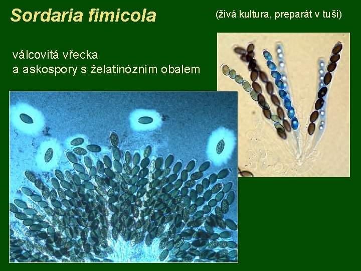Sordaria fimicola válcovitá vřecka a askospory s želatinózním obalem (živá kultura, preparát v tuši)