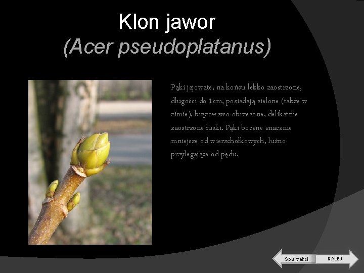 Klon jawor (Acer pseudoplatanus) Pąki jajowate, na końcu lekko zaostrzone, długości do 1 cm,