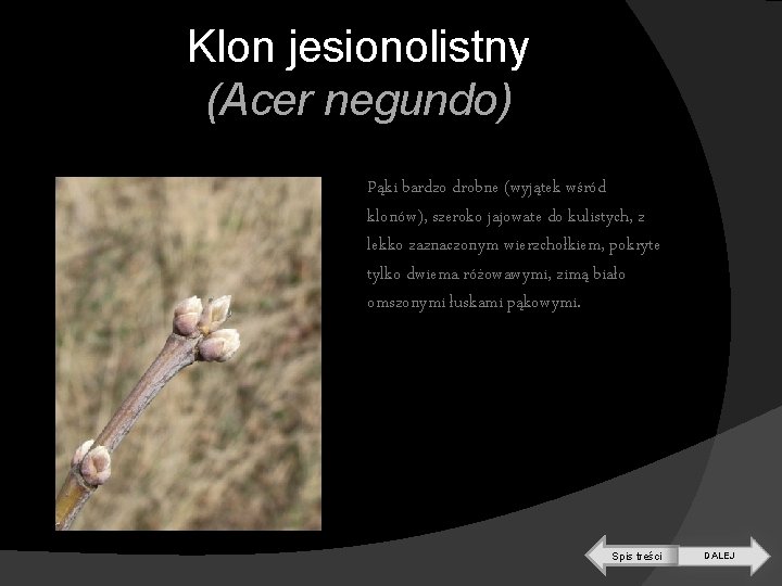 Klon jesionolistny (Acer negundo) Pąki bardzo drobne (wyjątek wśród klonów), szeroko jajowate do kulistych,