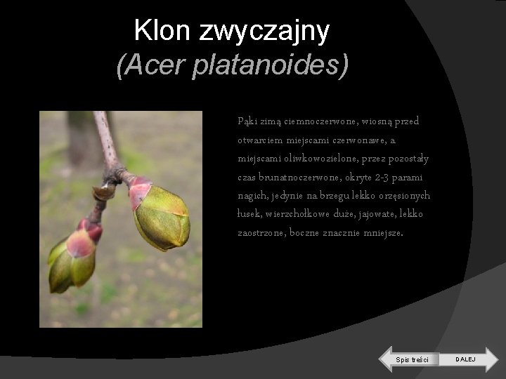 Klon zwyczajny (Acer platanoides) Pąki zimą ciemnoczerwone, wiosną przed otwarciem miejscami czerwonawe, a miejscami