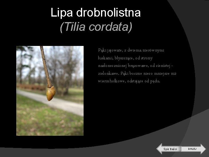 Lipa drobnolistna (Tilia cordata) Pąki jajowate, z dwiema nierównymi łuskami, błyszczące, od strony nasłonecznionej