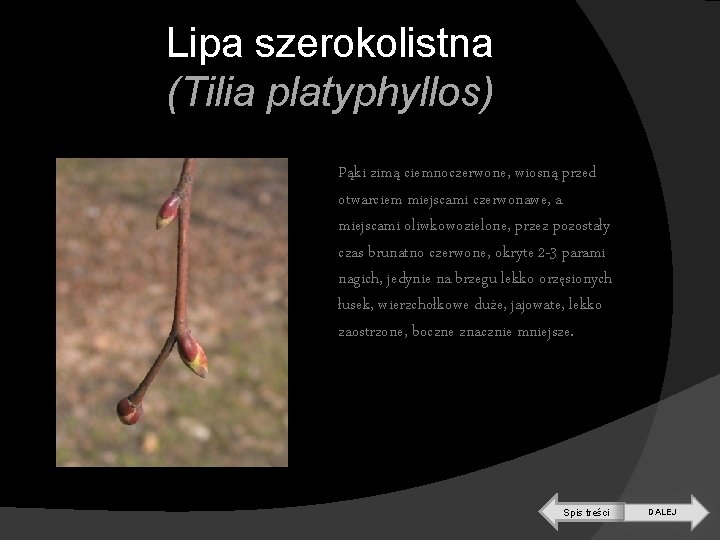 Lipa szerokolistna (Tilia platyphyllos) Pąki zimą ciemnoczerwone, wiosną przed otwarciem miejscami czerwonawe, a miejscami