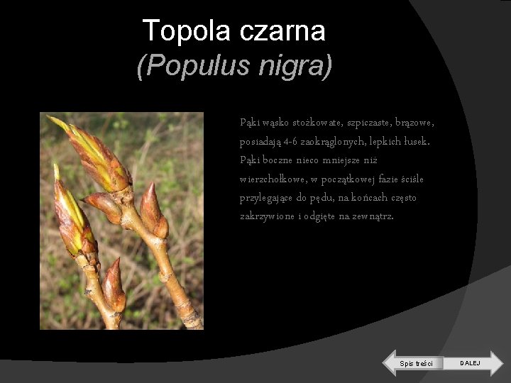 Topola czarna (Populus nigra) Pąki wąsko stożkowate, szpiczaste, brązowe, posiadają 4 -6 zaokrąglonych, lepkich