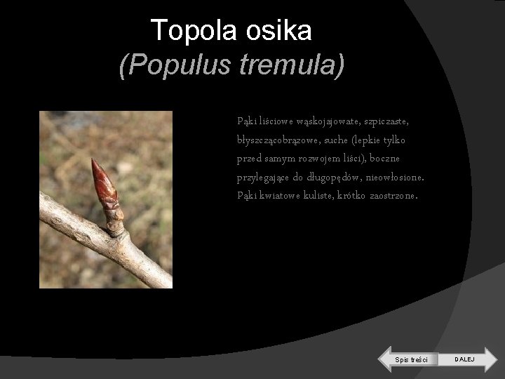 Topola osika (Populus tremula) Pąki liściowe wąskojajowate, szpiczaste, błyszczącobrązowe, suche (lepkie tylko przed samym