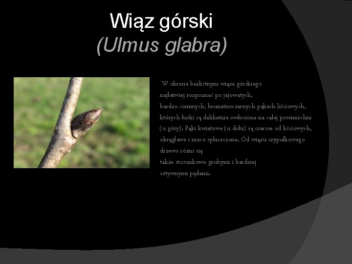Wiąz górski (Ulmus glabra) W okresie bezlistnym wiąza górskiego najłatwiej rozpoznać po jajowatych, bardzo