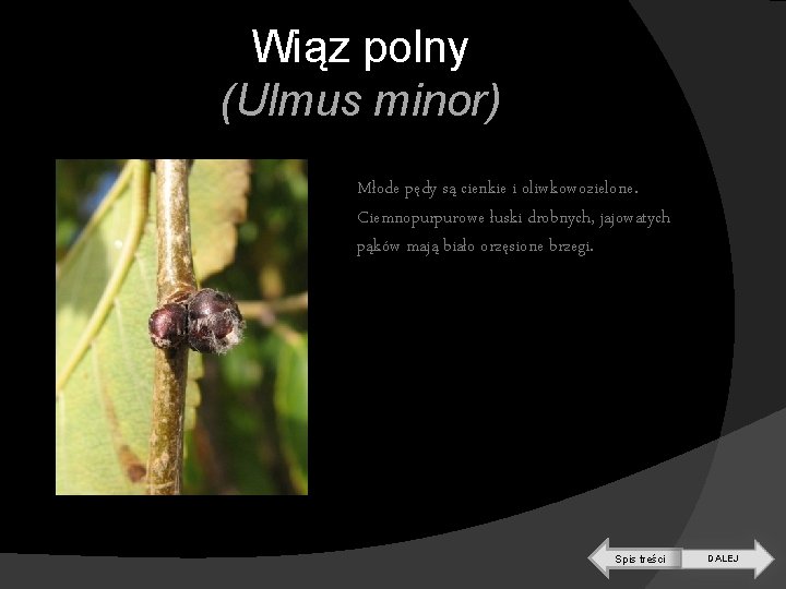 Wiąz polny (Ulmus minor) Młode pędy są cienkie i oliwkowozielone. Ciemnopurpurowe łuski drobnych, jajowatych