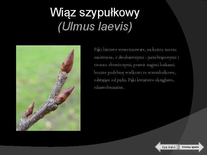 Wiąz szypułkowy (Ulmus laevis) Pąki liściowe wrzecionowate, na końcu mocno zaostrzone, z dwubarwnymi -