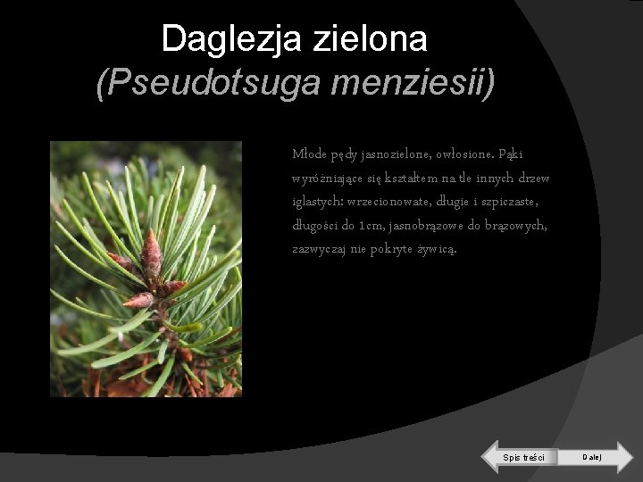 Daglezja zielona (Pseudotsuga menziesii) Młode pędy jasnozielone, owłosione. Pąki wyróżniające się kształtem na tle