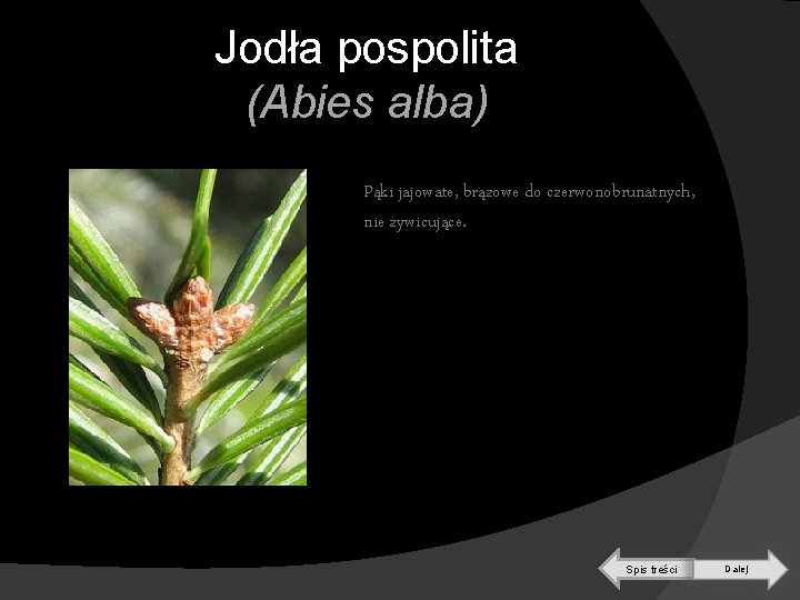 Jodła pospolita (Abies alba) Pąki jajowate, brązowe do czerwonobrunatnych, nie żywicujące. Spis treści Dalej