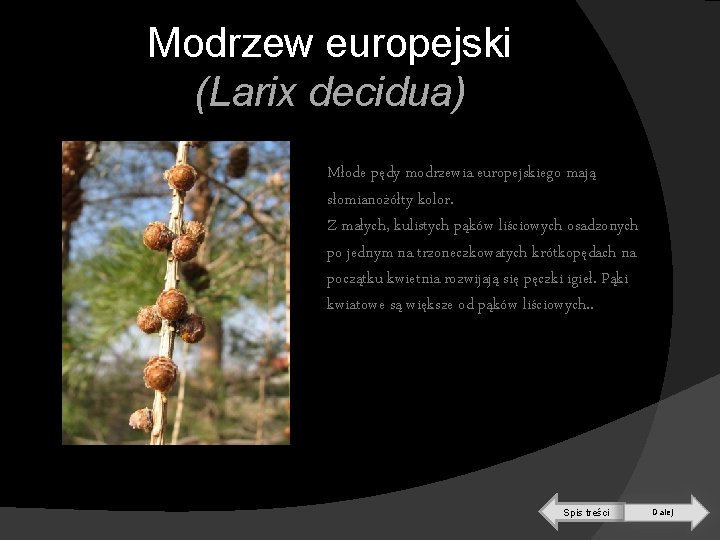 Modrzew europejski (Larix decidua) Młode pędy modrzewia europejskiego mają słomianożółty kolor. Z małych, kulistych
