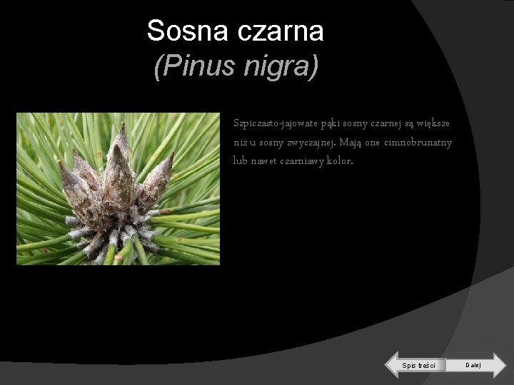Sosna czarna (Pinus nigra) Szpiczasto-jajowate pąki sosny czarnej są większe niż u sosny zwyczajnej.