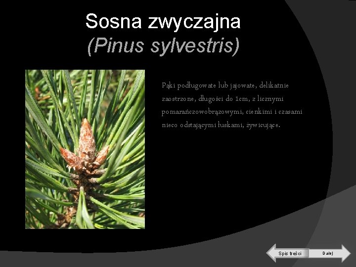 Sosna zwyczajna (Pinus sylvestris) Pąki podługowate lub jajowate, delikatnie zaostrzone, długości do 1 cm,