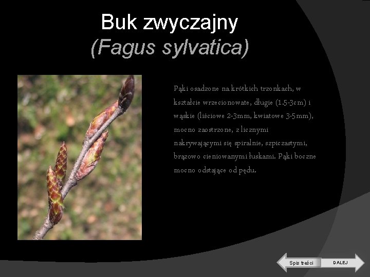 Buk zwyczajny (Fagus sylvatica) Pąki osadzone na krótkich trzonkach, w kształcie wrzecionowate, długie (1.