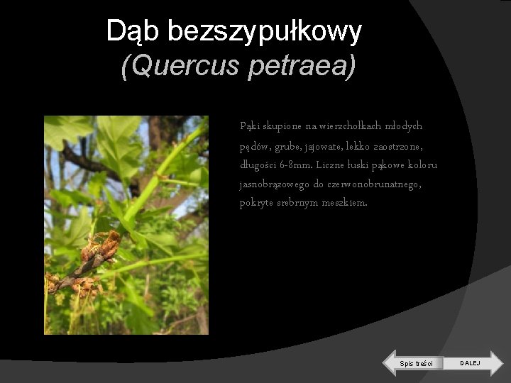 Dąb bezszypułkowy (Quercus petraea) Pąki skupione na wierzchołkach młodych pędów, grube, jajowate, lekko zaostrzone,