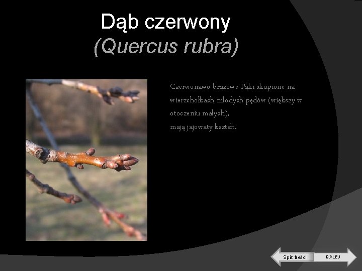 Dąb czerwony (Quercus rubra) Czerwonawo brązowe Pąki skupione na wierzchołkach młodych pędów (większy w