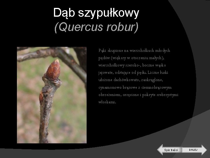 Dąb szypułkowy (Quercus robur) Pąki skupione na wierzchołkach młodych pędów (większy w otoczeniu małych),