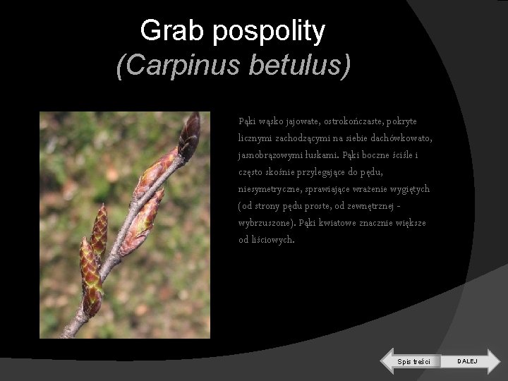 Grab pospolity (Carpinus betulus) Pąki wąsko jajowate, ostrokończaste, pokryte licznymi zachodzącymi na siebie dachówkowato,