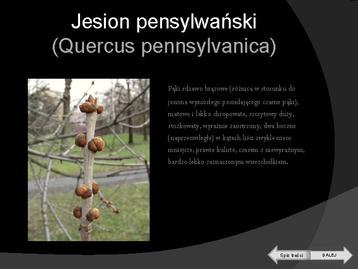 Jesion pensylwański (Quercus pennsylvanica) Pąki rdzawo brązowe (różnica w stosunku do jesiona wyniosłego posiadającego