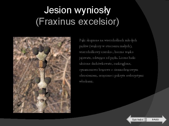 Jesion wyniosły (Fraxinus excelsior) Pąki skupione na wierzchołkach młodych pędów (większy w otoczeniu małych),