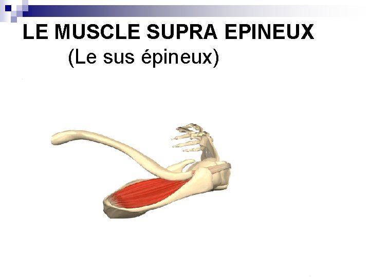 LE MUSCLE SUPRA EPINEUX (Le sus épineux) 