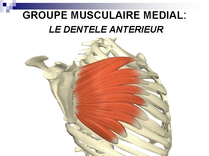 GROUPE MUSCULAIRE MEDIAL: LE DENTELE ANTERIEUR 