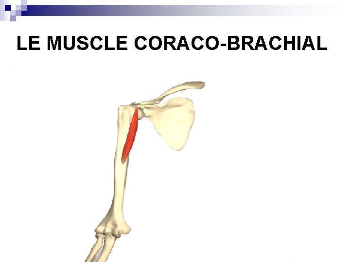 LE MUSCLE CORACO-BRACHIAL 