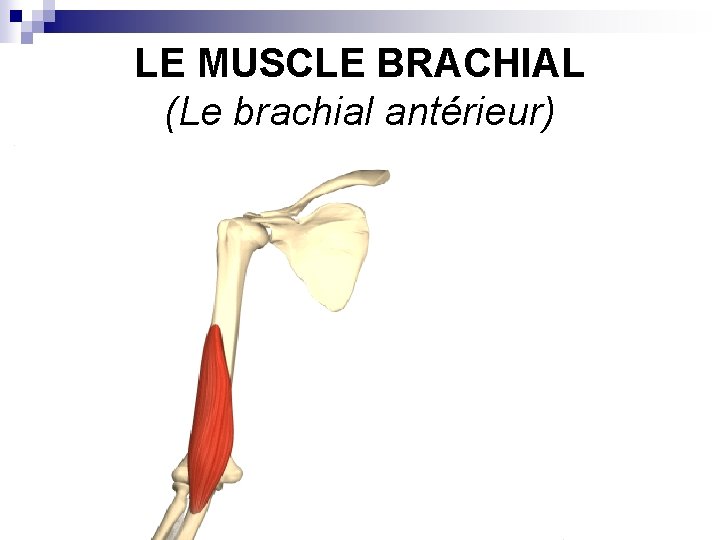LE MUSCLE BRACHIAL (Le brachial antérieur) 