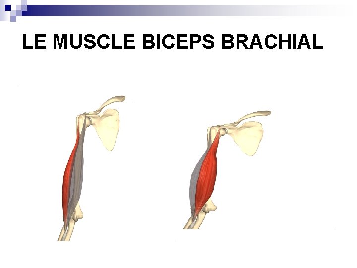 LE MUSCLE BICEPS BRACHIAL 