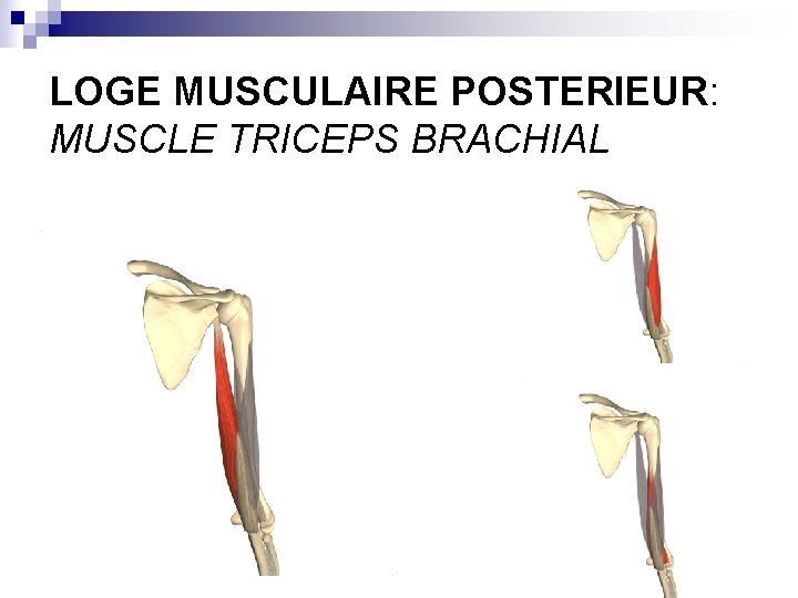 LOGE MUSCULAIRE POSTERIEUR: MUSCLE TRICEPS BRACHIAL 