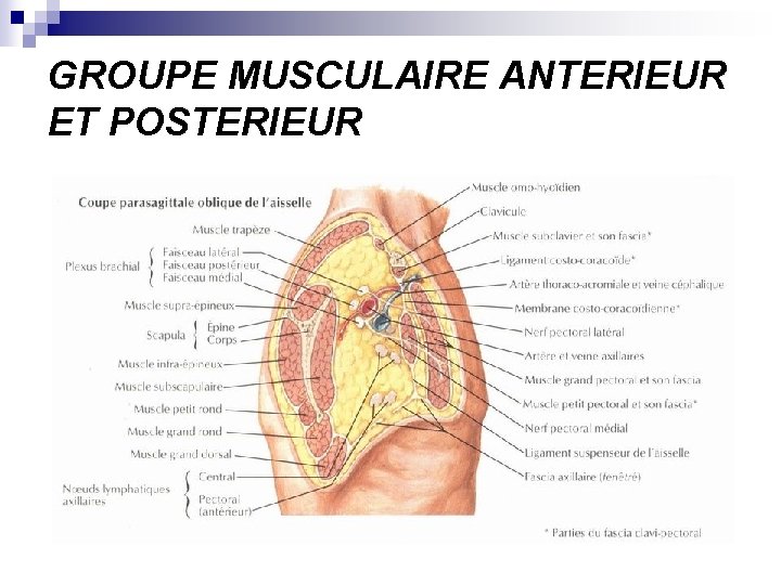 GROUPE MUSCULAIRE ANTERIEUR ET POSTERIEUR 