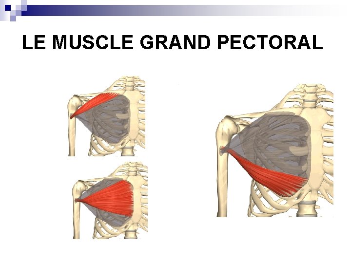 LE MUSCLE GRAND PECTORAL 