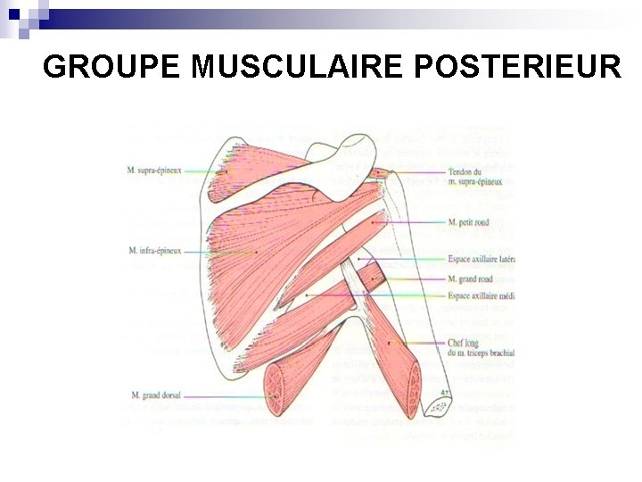 GROUPE MUSCULAIRE POSTERIEUR 