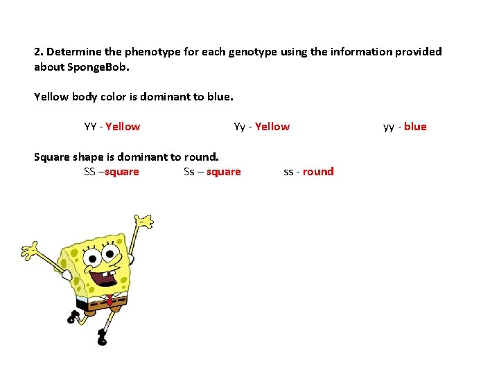 2. Determine the phenotype for each genotype using the information provided about Sponge. Bob.