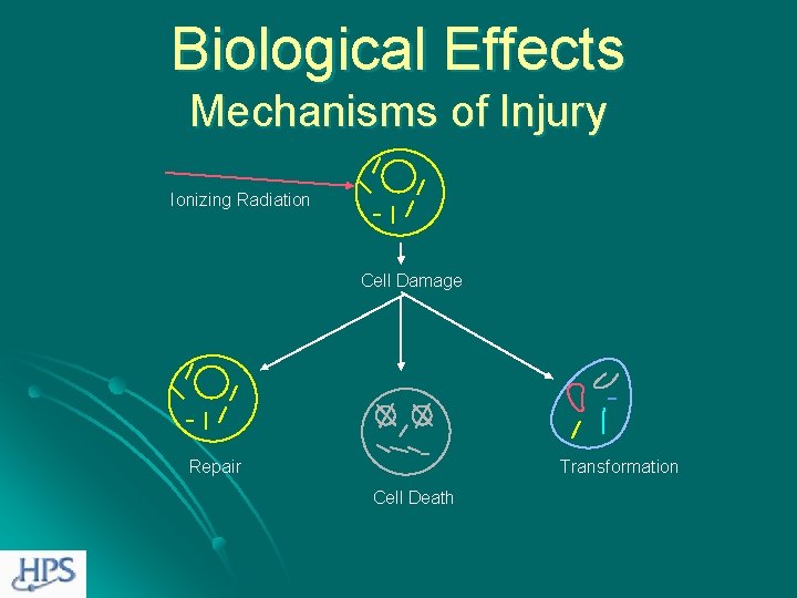 Biological Effects Mechanisms of Injury Ionizing Radiation Cell Damage Repair Transformation Cell Death 