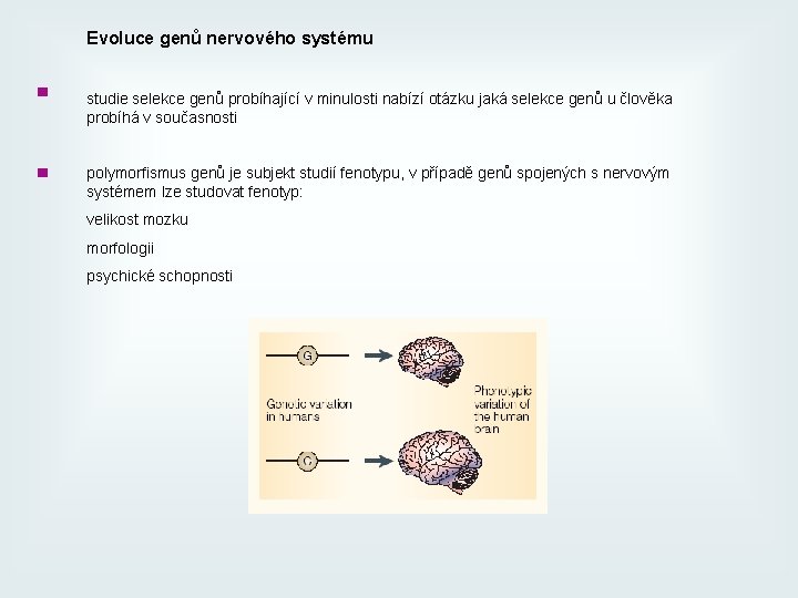 Evoluce genů nervového systému ■ ■ studie selekce genů probíhající v minulosti nabízí otázku