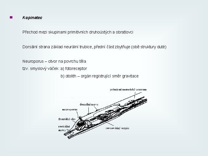 ■ Kopinatec Přechod mezi skupinami primitivních druhoústých a obratlovci Dorsální strana základ neurální trubice,