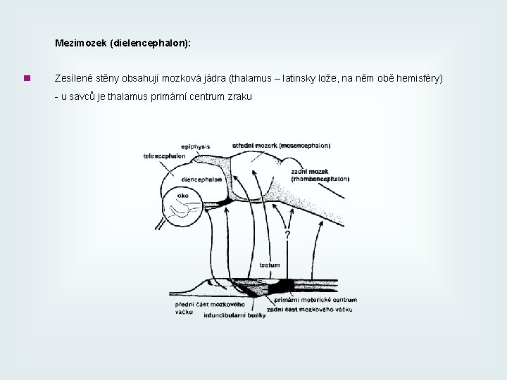 Mezimozek (dielencephalon): ■ Zesílené stěny obsahují mozková jádra (thalamus – latinsky lože, na něm