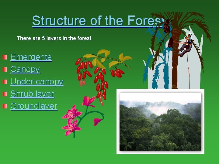 Structure of the Forest There are 5 layers in the forest Emergents Canopy Under Structure of the Forest There are 5 layers in the forest Emergents Canopy Under