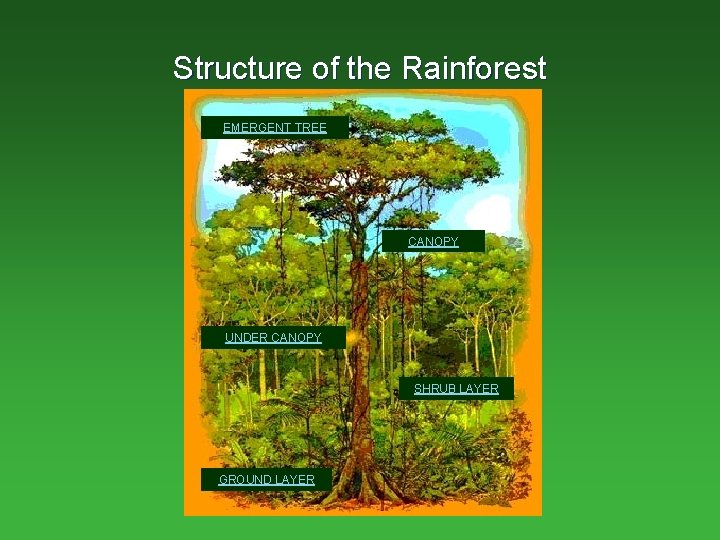 Structure of the Rainforest EMERGENT TREE CANOPY UNDER CANOPY SHRUB LAYER GROUND LAYER 