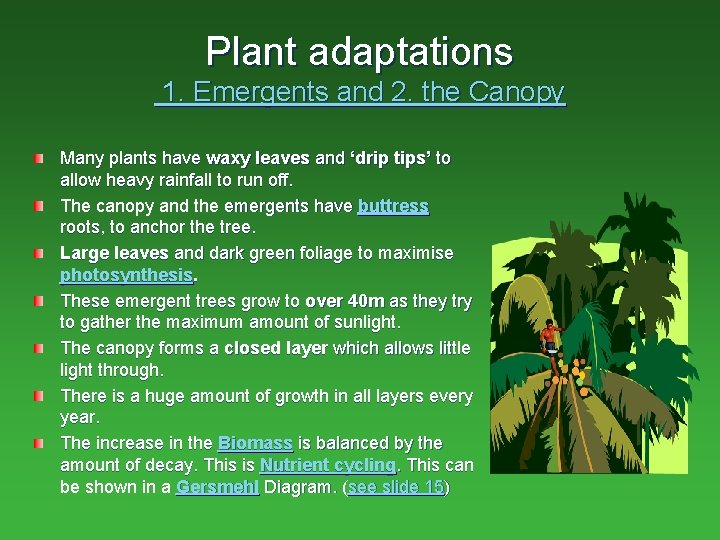 Plant adaptations 1. Emergents and 2. the Canopy Many plants have waxy leaves and Plant adaptations 1. Emergents and 2. the Canopy Many plants have waxy leaves and