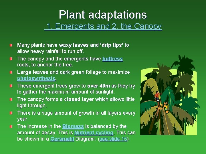 Plant adaptations 1. Emergents and 2. the Canopy Many plants have waxy leaves and