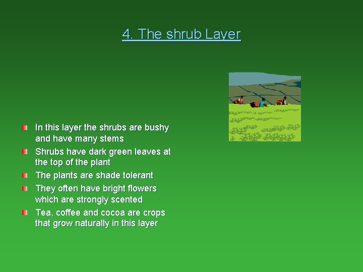 4. The shrub Layer In this layer the shrubs are bushy and have many