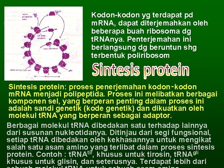 Kodon-kodon yg terdapat pd m. RNA, dapat diterjemahkan oleh beberapa buah ribosoma dg t.