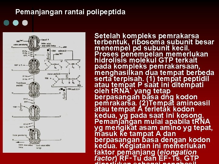 Pemanjangan rantai polipeptida Setelah kompleks pemrakarsa terbentuk, ribosoma subunit besar menempel pd subunit kecil.