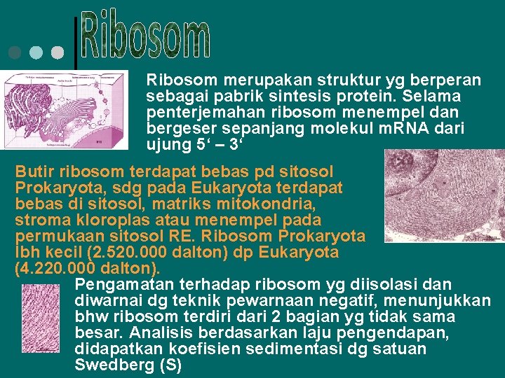 Ribosom merupakan struktur yg berperan sebagai pabrik sintesis protein. Selama penterjemahan ribosom menempel dan